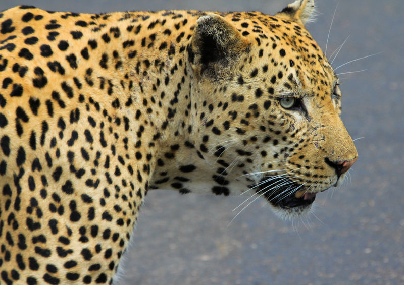 76945 Tierwelt - Leopard