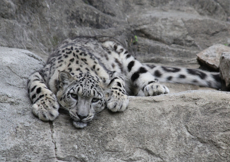 70616 Tierwelt - Leopard