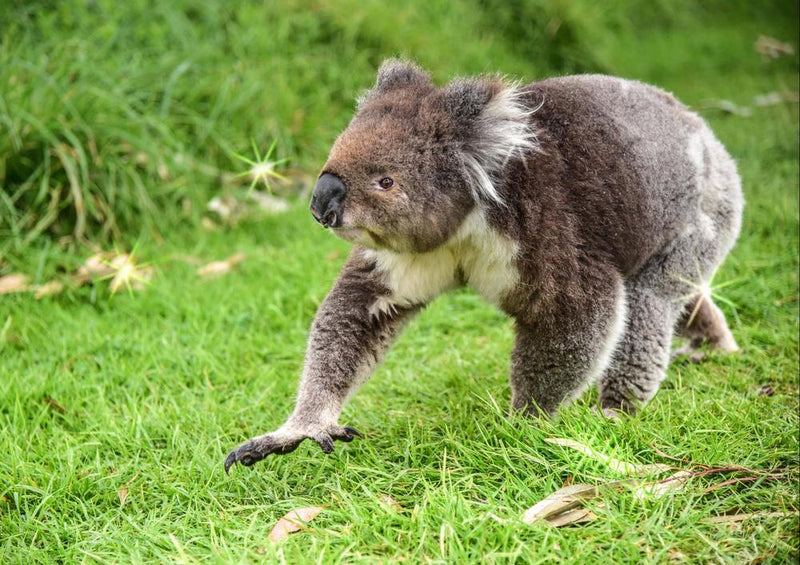 18517 Tierwelt - Koala-Bär