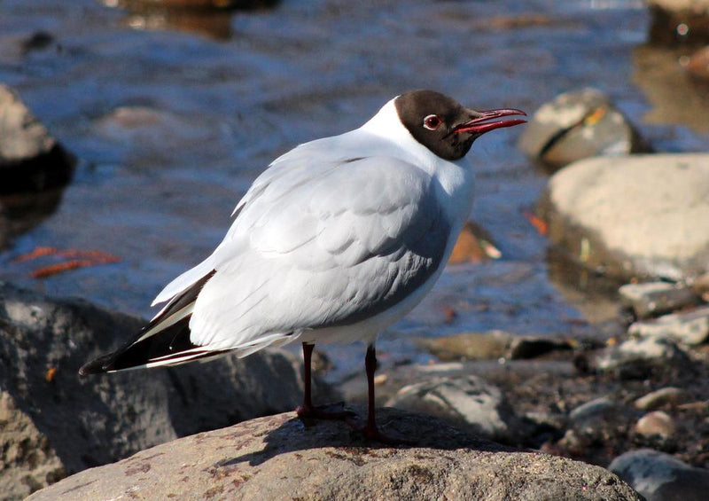 23180 Tierwelt - Vogel am Meer