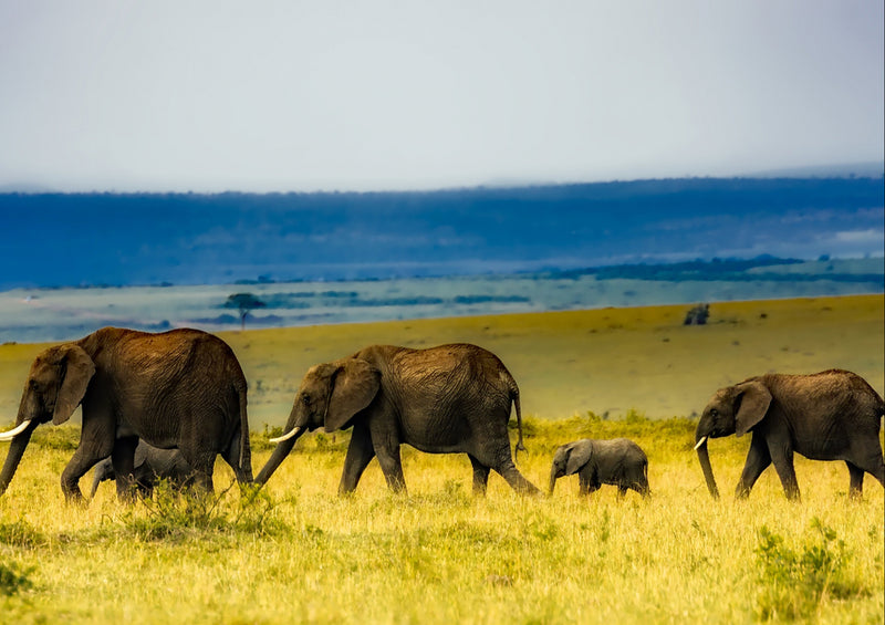 80624 Natur - Elefantenfamilie