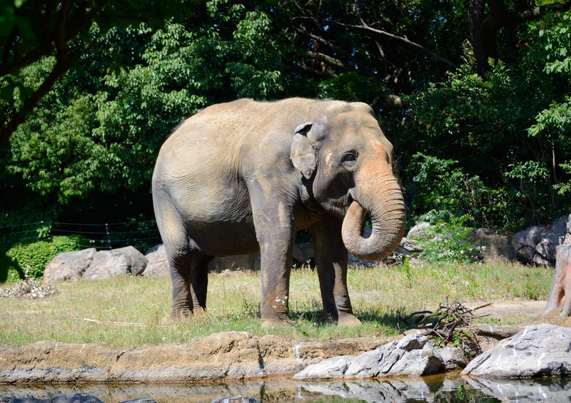 86986 Tierwelt - Elefant