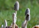 40875 Natur - Pilz