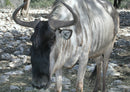 80660 Natur - Gnus