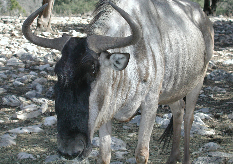 80660 Natur - Gnus