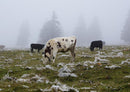 17895 Tierwelt - Kühe im Nebel