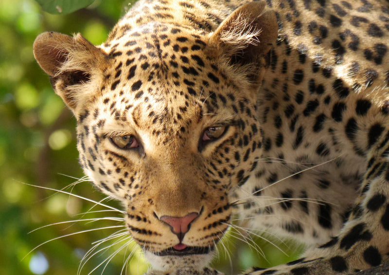 74928 Tierwelt - Leopard