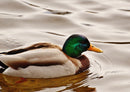 36574 Tierwelt - Ente
