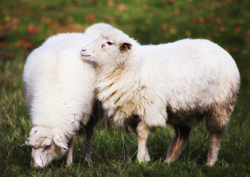 17897 Tierwelt - Schafe auf Weide