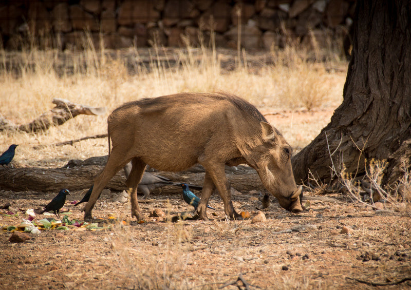 81718 Natur - Warzenschwein