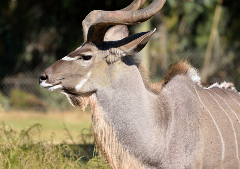 70762 Tierwelt - Kudu