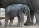85529 Natur - Elefant