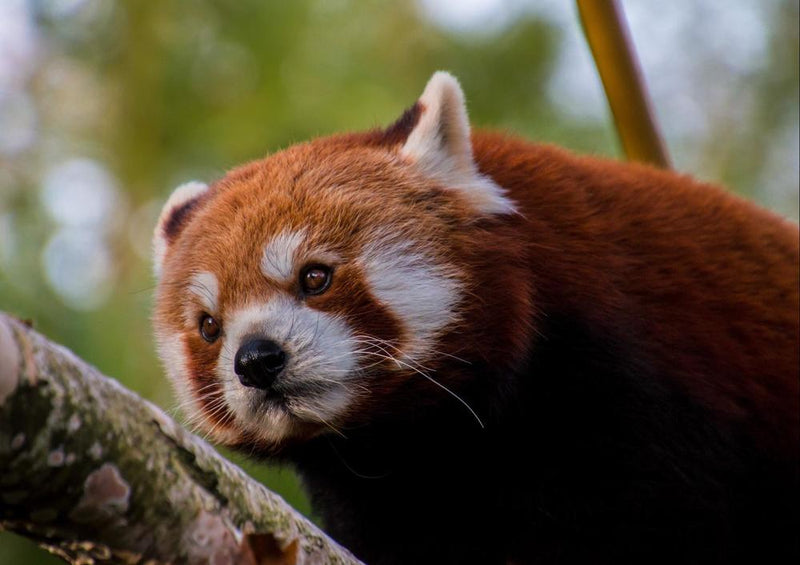 16834 Tierwelt - Roter Panda