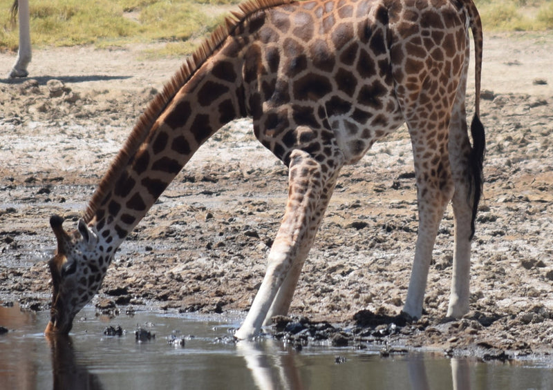 80667 Natur - Giraffe