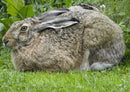 70351 Tierwelt - Hase