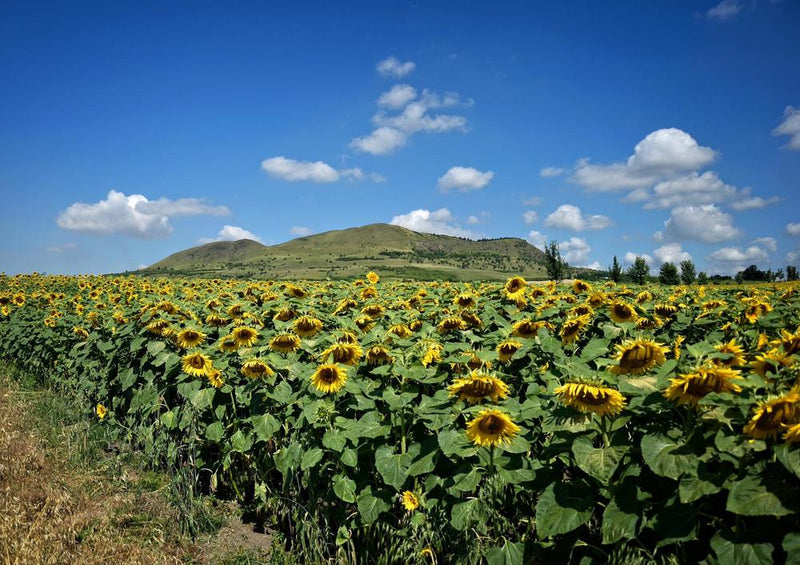 24747 Natur - Sonnenblumen-Feld