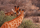 84581 Natur - Giraffen