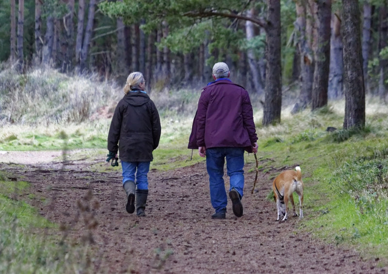 41254 Tierwelt - Spaziergang mit Hund