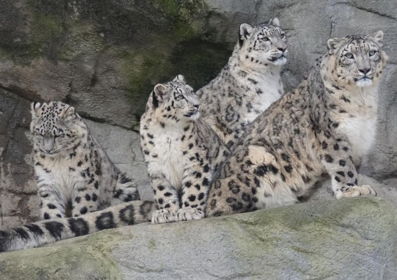 17558 Tierwelt - Leoparden Familie