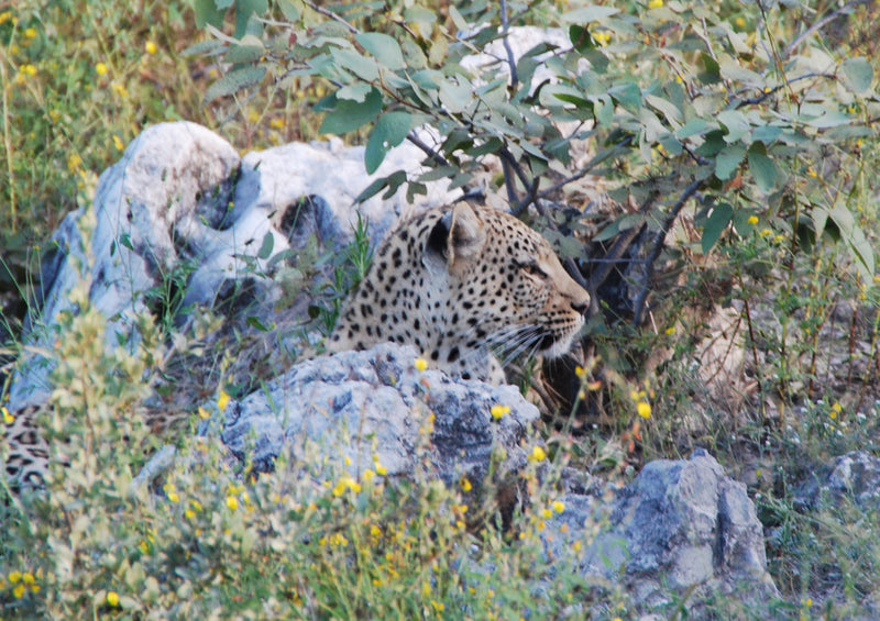 73209 Tierwelt - Leopard