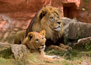 83884 Natur - Löwen