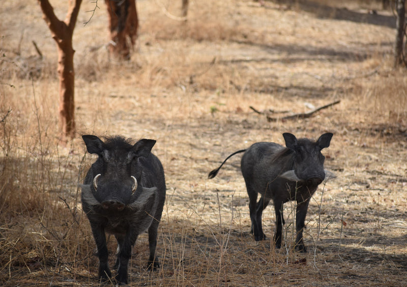 83592 Tierwelt - Warzenschwein