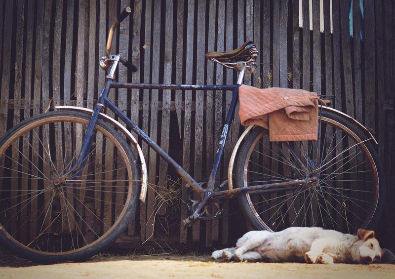 30845 Tierwelt - Hund und Fahrrad