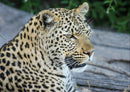 71218 Natur - Leopard