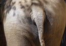 86661 Tierwelt - Elefant