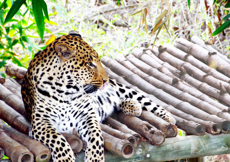 77274 Tierwelt - Leopard