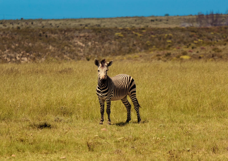 81741 Natur - Zebrafohlen