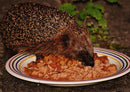 18061 Tierwelt - Igel im Teller