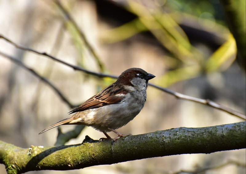 34889 Tierwelt - Spatz