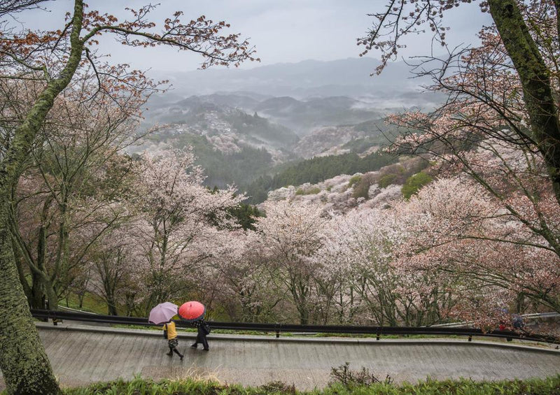 17986 Natur - Kirschblüte in Japan