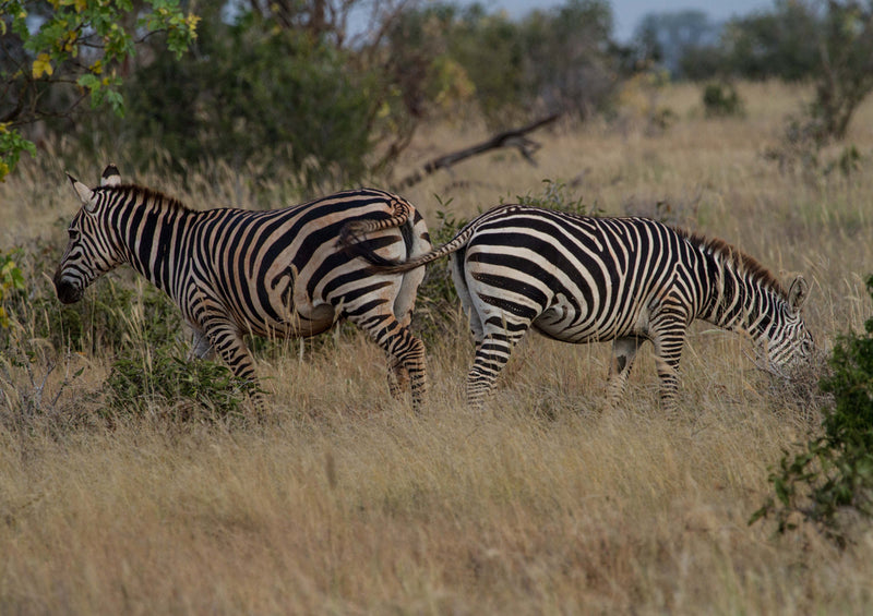 80678 Natur - Zebra