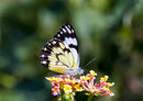 84297 Natur - Schmetterling