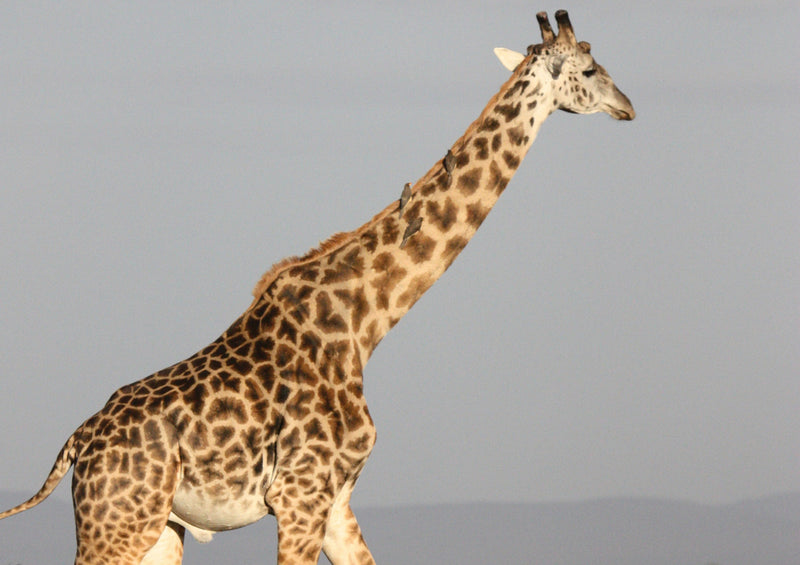 85069 Natur - Giraffe