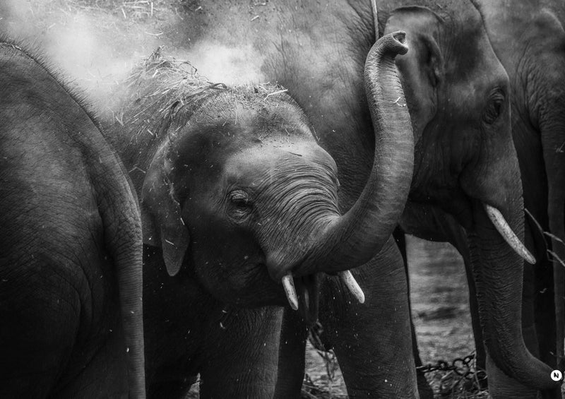 87140 Tierwelt - Elefanten