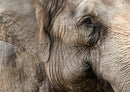 84978 Tierwelt - Elefant