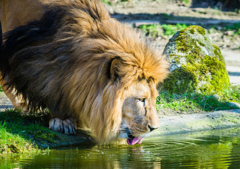 84257 Natur - Löwe