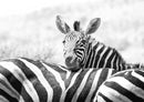 75289 Tierwelt - Zebra