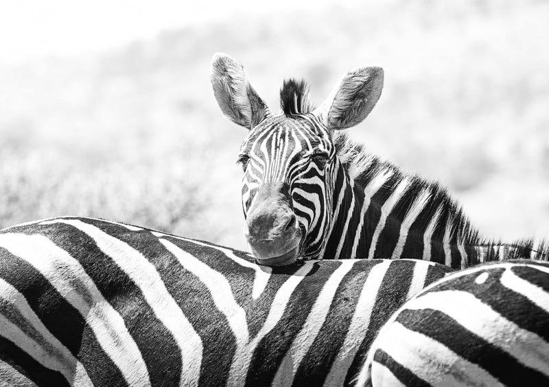 75289 Tierwelt - Zebra