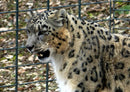 73154 Tierwelt - Leopard