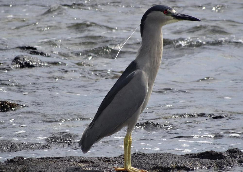 17416 Tierwelt - Auku - Vogel