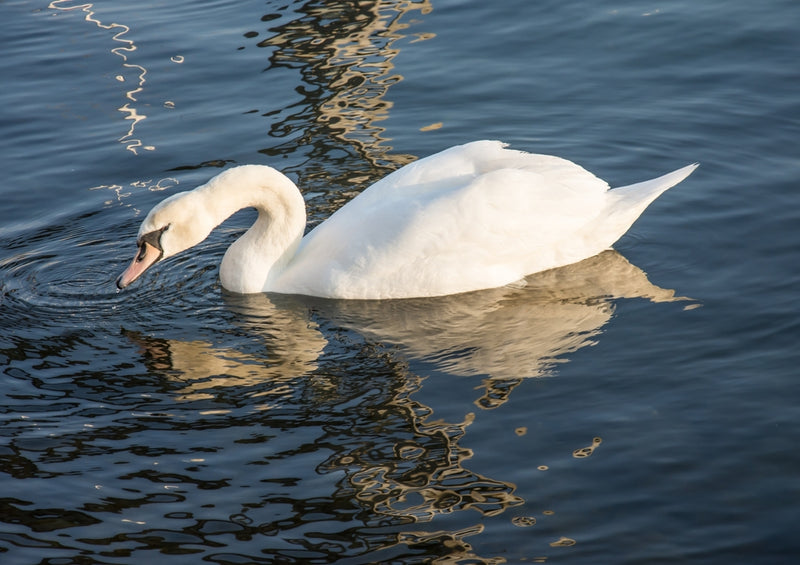 38169 Reisen - Schwan