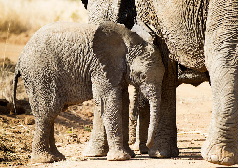 84134 Natur - Elefant