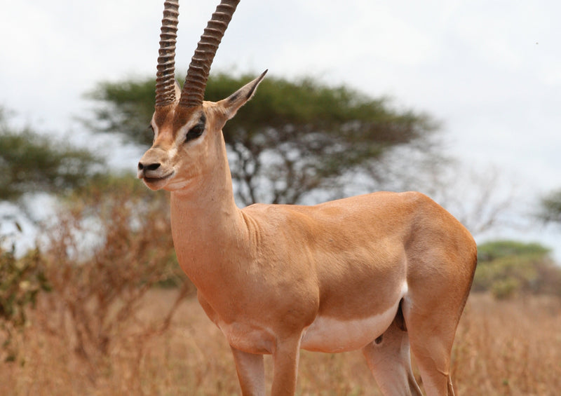 81340 Natur - Gazelle