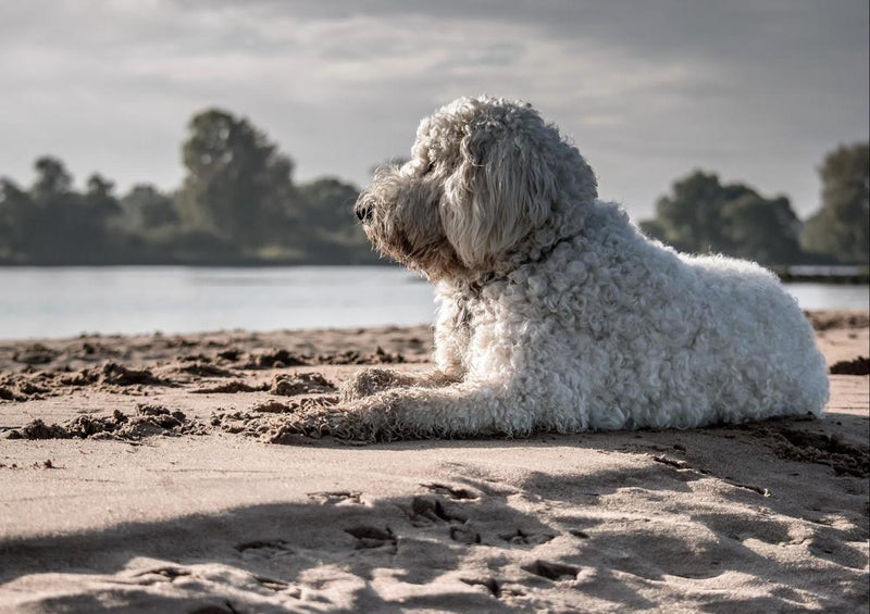 18066 Tierwelt - Hund am Strand