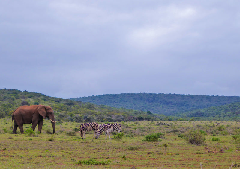 86808 Tierwelt - Afrika