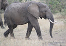 71124 Natur - Elefant